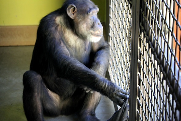 Missy pushing towel through caging