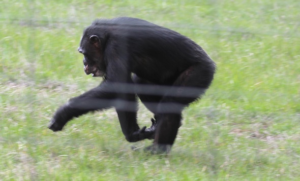 Missy running