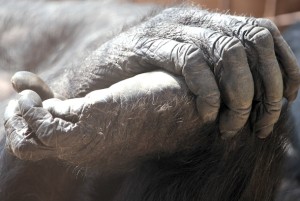 Foxie's hand holding her foot