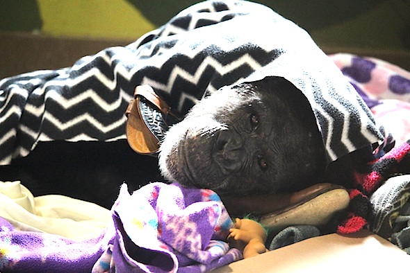 web_jamie_nest_zigzag_blanket_kd_IMG_0342