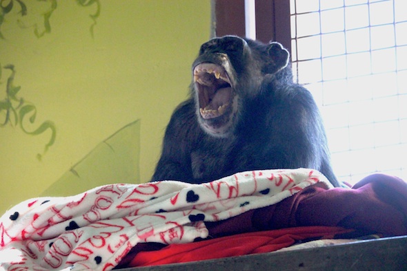 web_missy_sit_nest_yawn_am_kd_IMG_0599