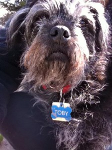 Toby