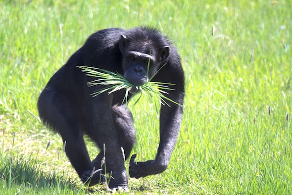 web_Annie_grass_mouth_YH_jb_IMG_1872