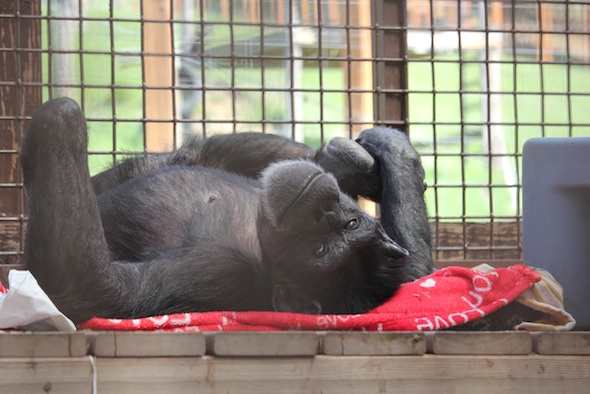 web_Annie_lie_on_back_deck_blanket_hold_feet_GH_kh_IMG_1242