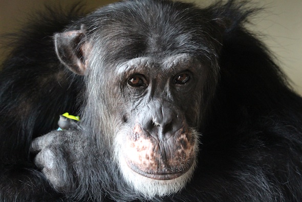 web_Burrito_close_up_look_at_camera_hold_toy_enrichment_portrait_studio_FR4_ek_IMG_2461