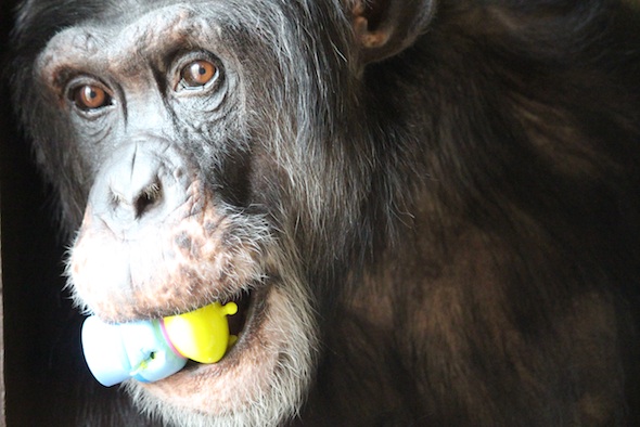 web_Burrito_close_up_toy_enrichment_in_mouth_portrait_studio_FR4_ek_IMG_2487