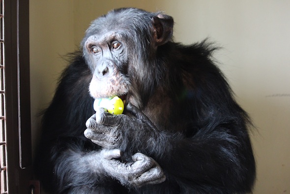 web_Burrito_hold_bite_toy_enrichment_look_out_window_portrait_studio_FR4_ek_IMG_2446
