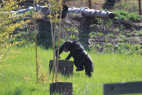 web_Burrito_step_onto_trunk_green_grass_YH_ek_IMG_2110