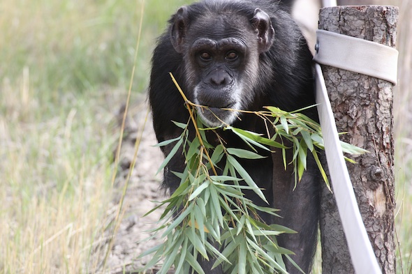 web_Jody_wide_eyes_bamboo_YH_jb_IMG_3720