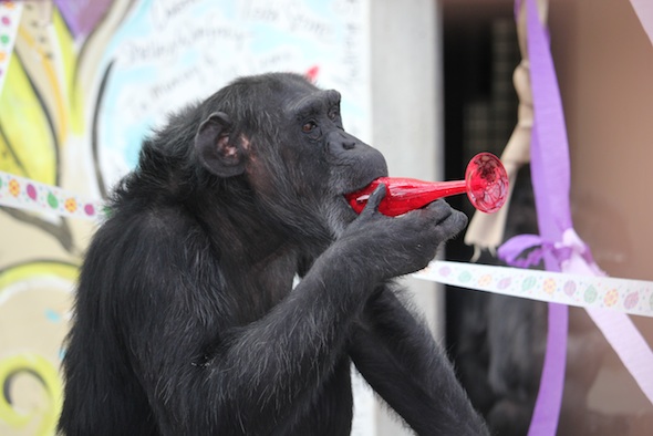 web_Mothers_Day_birthday_Foxie_lick_smoothie_cup_GH_ek_IMG_1540