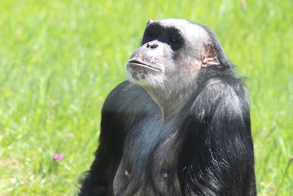 Negra looking at visitors 2