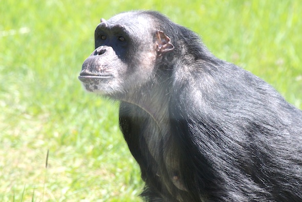 Negra looking at visitors