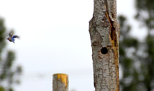 web_bluebird_fly_away_from_nest_kd_IMG_2689