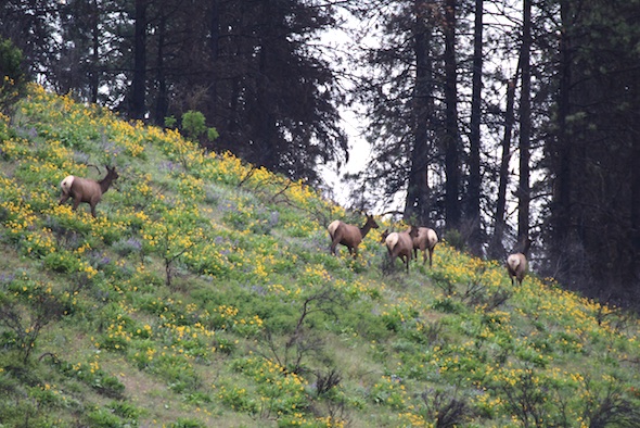 web_elk_herd_on_south_hill_dm_IMG_2495