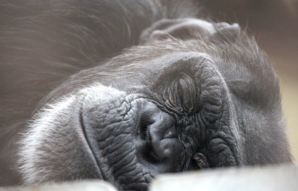 web_foxie_face_sleeping_kd_IMG_1708