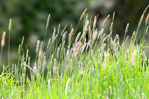 web_grass_blowing_yh_kd_IMG_2702