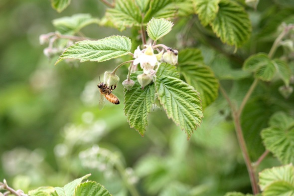 web_honeybee_raspberries_kd_IMG_1699