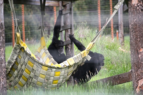 web_jamie_foxie_hammock_yh_kd_IMG_1729