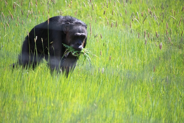 web_jody_carry_grass_in_mouth_yh_dm_IMG_2779
