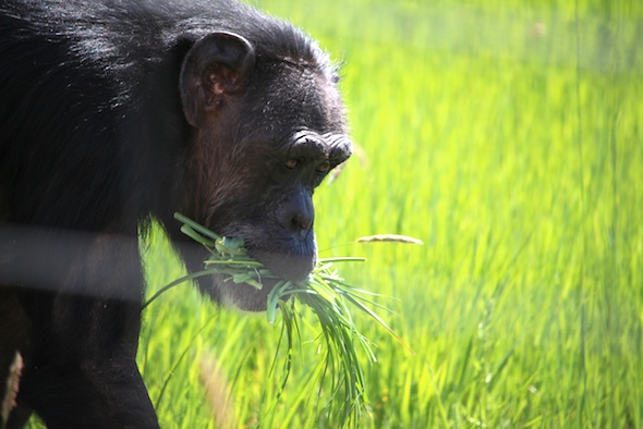 web_jody_carry_grass_in_mouth_yh_dm_IMG_2781