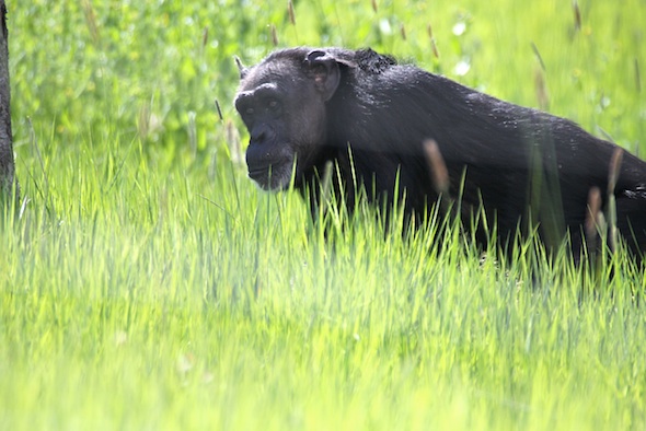 web_jody_stand_green_grass_yh_dg_IMG_1747