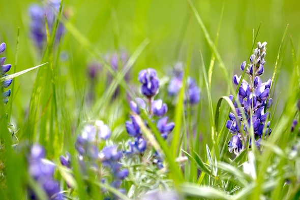 web_lupin_yh_kd_IMG_2696