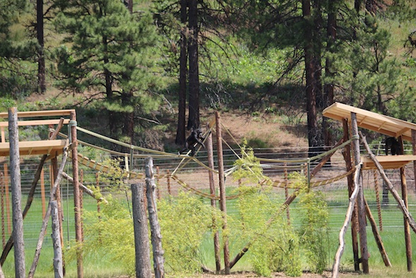 web_missy_tightrope_bridge_II_jb_IMG_3285