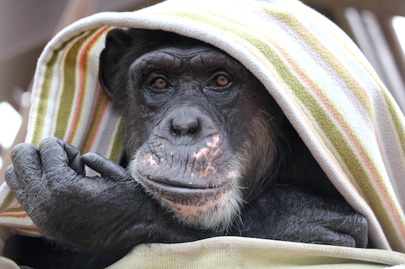 web_missy_under_blanket_face_camera_kd_IMG_1593