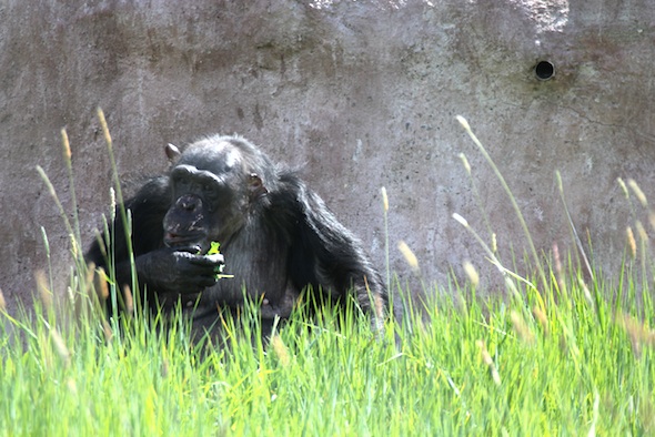 web_negra_eat_weeds_green_grass_yh_dg_IMG_1765