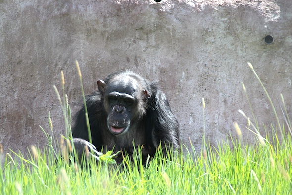 web_negra_eat_weeds_green_grass_yh_dg_IMG_1776