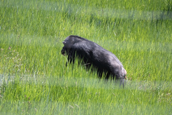 web_negra_tall_grass_forage_kd_IMG_1908
