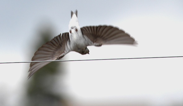 web_swallow_fly_off_fence_belly_kd_IMG_2710