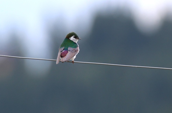 web_swallow_sit_fence_kd_IMG_2704
