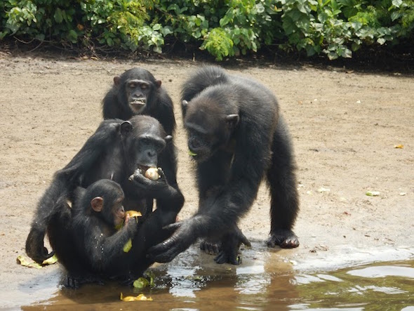 Chimpanzees eating fruit