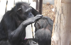 Annie grooming Missy's head