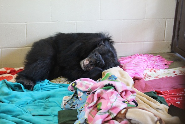 web_Burrito_recover_from_anesthesia_FR1_IMG_4630