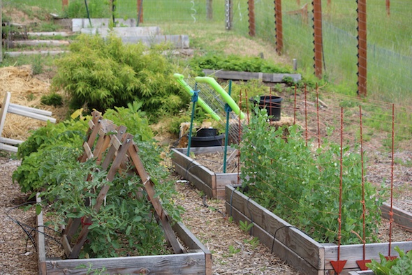 web_Garden_plants_kh_IMG_4349