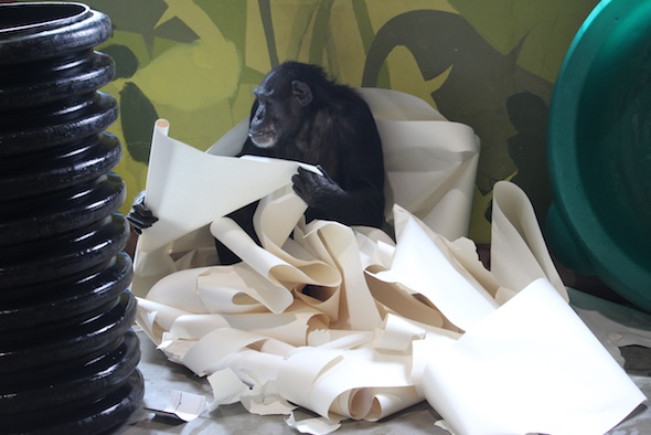 web_Jamie_giant_paper_nest_PR_ek_IMG_3475