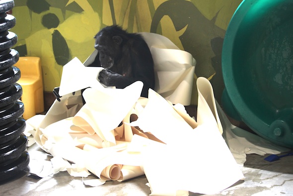 web_Jamie_giant_paper_nest_PR_ek_IMG_3478