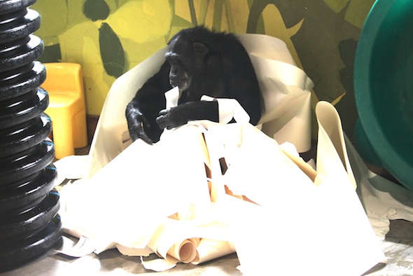 web_Jamie_giant_paper_nest_PR_ek_IMG_3492
