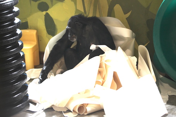 web_Jamie_giant_paper_nest_PR_ek_IMG_3493