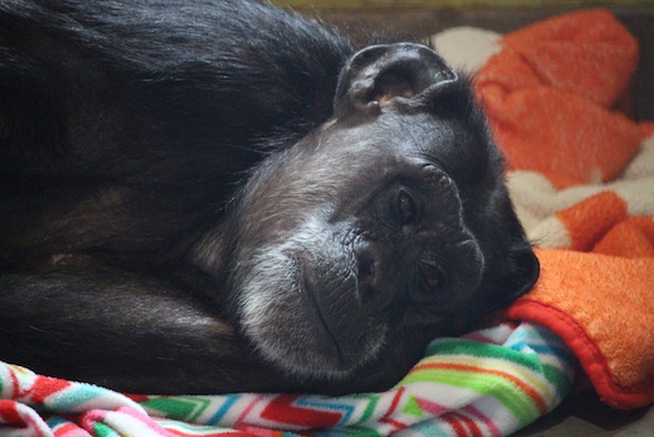 web_Jody_lie_down_blanket_nest_floor_closeup_hot_day_PR_kh_IMG_3769