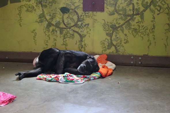 web_Jody_lie_down_blanket_nest_floor_hot_day_PR_kh_IMG_3764