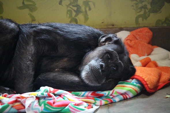 web_Jody_lie_down_blanket_nest_floor_hot_day_closeup_PR_kh_IMG_3768