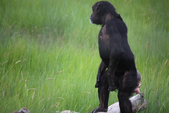 web_Jody_stand_bipedal_on_alert_green_grass_YH_ek_IMG_3405