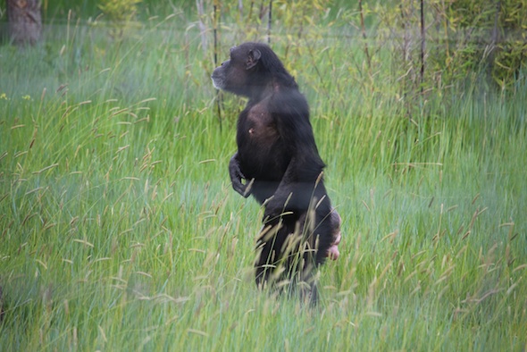 web_Jody_stand_bipedal_on_alert_green_grass_YH_ek_IMG_3408