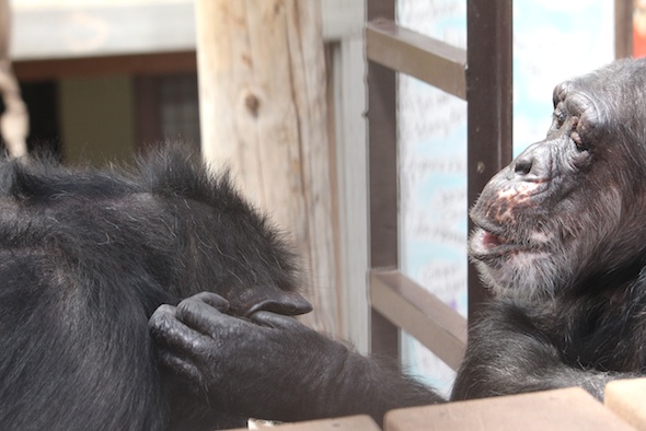 Missy grooming Annie's ear