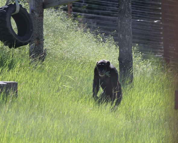 web_Missy_bipedal_forage_wild_plant_in_mouth_YH_kh_IMG_2114