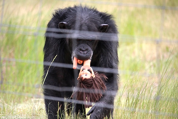 web_foxie_dora_and_carrots_in_mouth_kd_IMG_4445