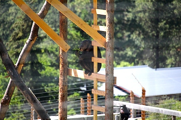 web_missy_eat_wild_greens_new_tower_kd_IMG_3930